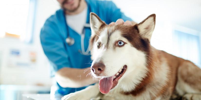 Novela veterinárního zákona aneb Čipování se nevyhnete!